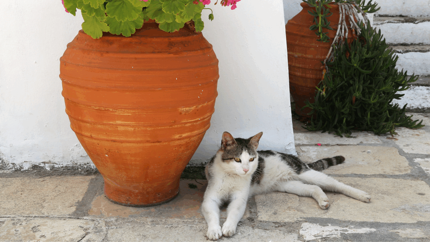 cat in greece