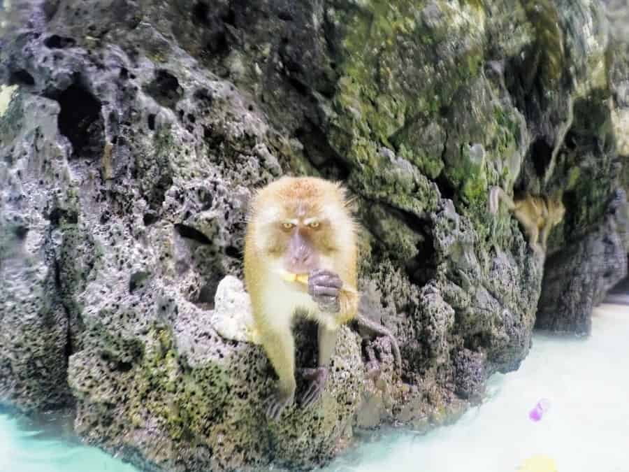 Booze-Cruise-Koh-Phi-Phi-Thailand-monkey