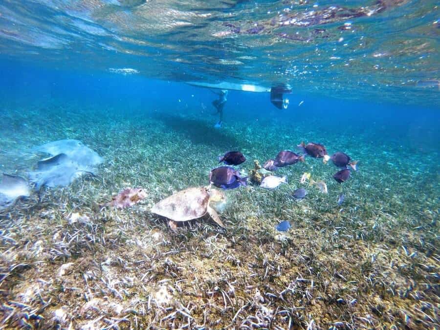 Snorkel Caye Caulker Belize