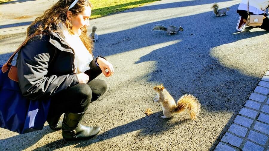 squirrel Boston