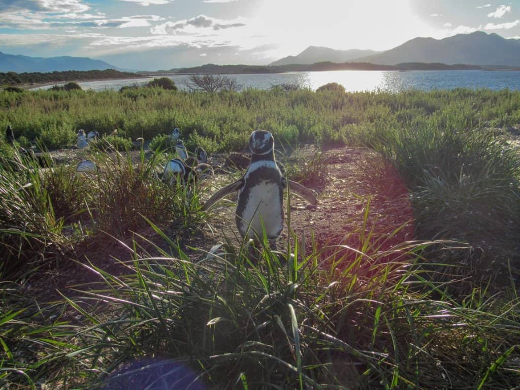 penguin ushuaia argentina flap