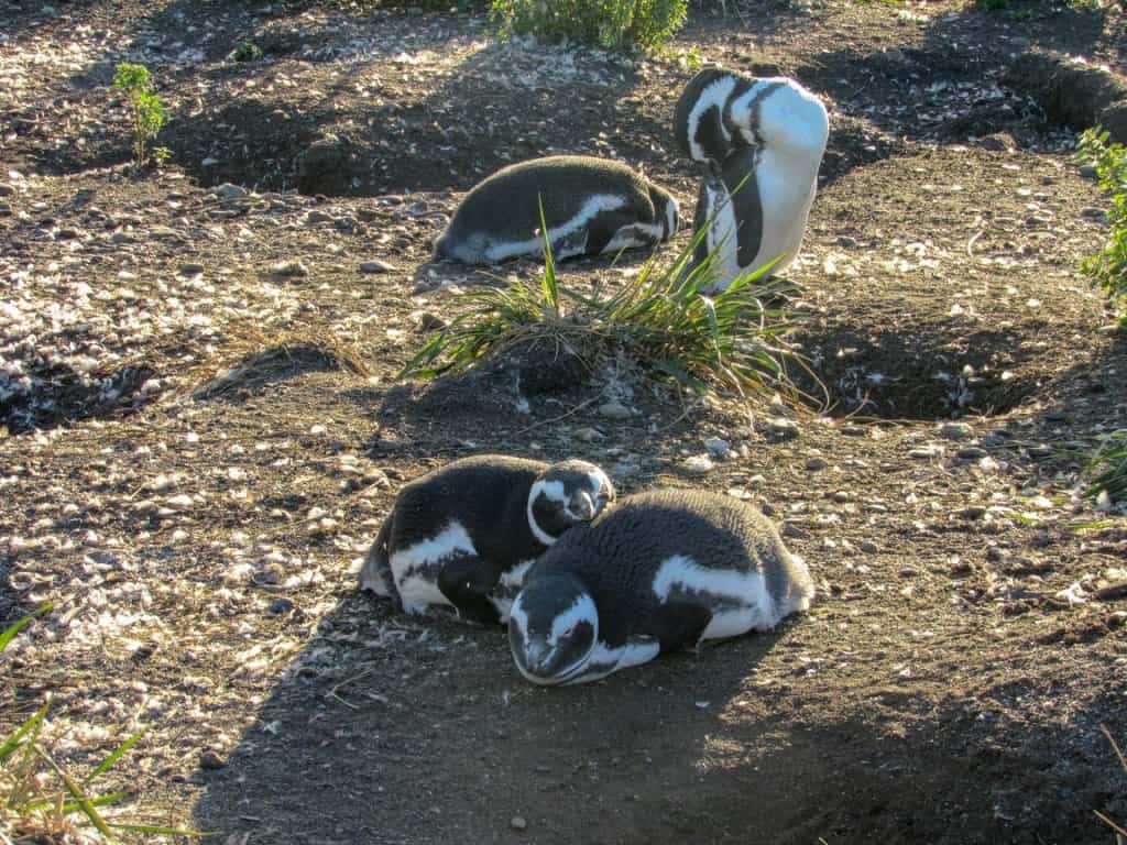 penguin ushuaia argentina sleep