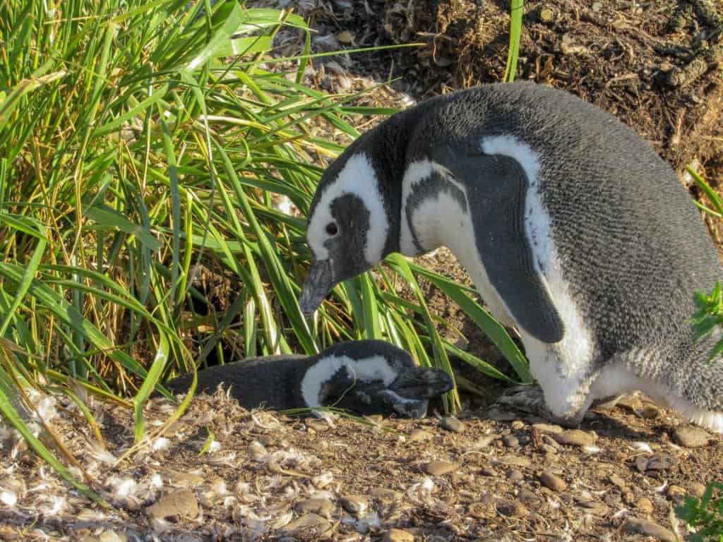 nesting penguin ushuaia argentina