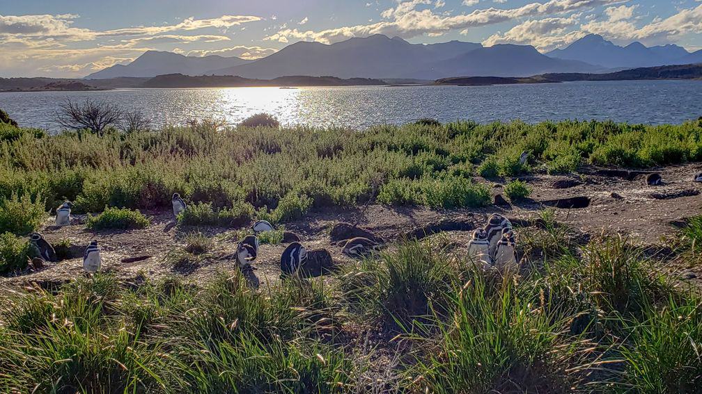 penguin ushuaia argentina island background