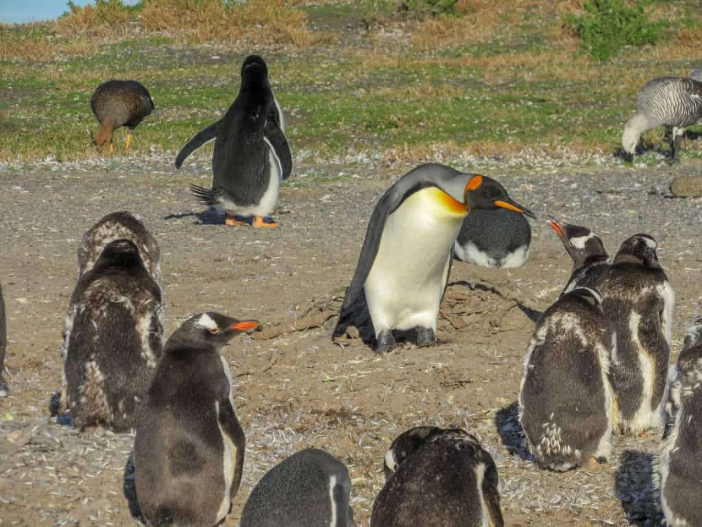 penguin ushuaia argentina kign