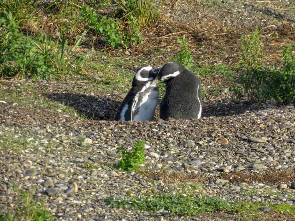 penguin ushuaia argentina kiss