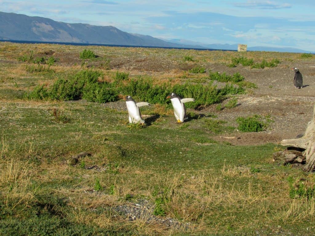 penguin ushuaia argentina walking