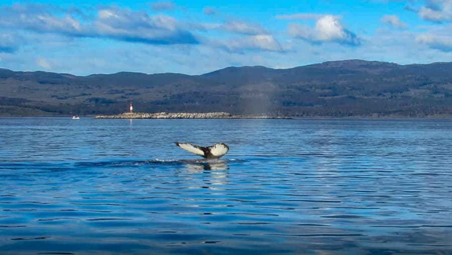 ushuaia argentina beagle channel whale