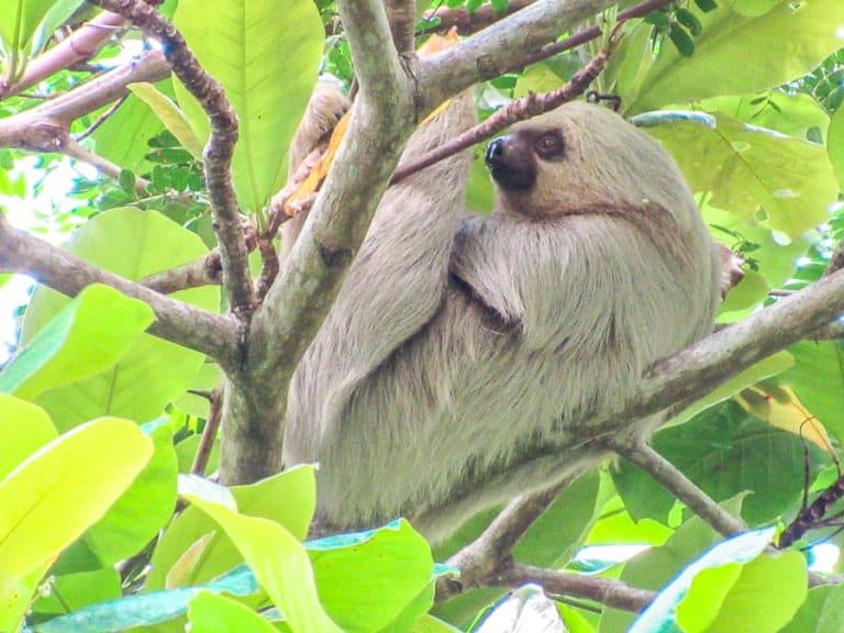 Things to do in Manuel Antonio National Park in 1 day
