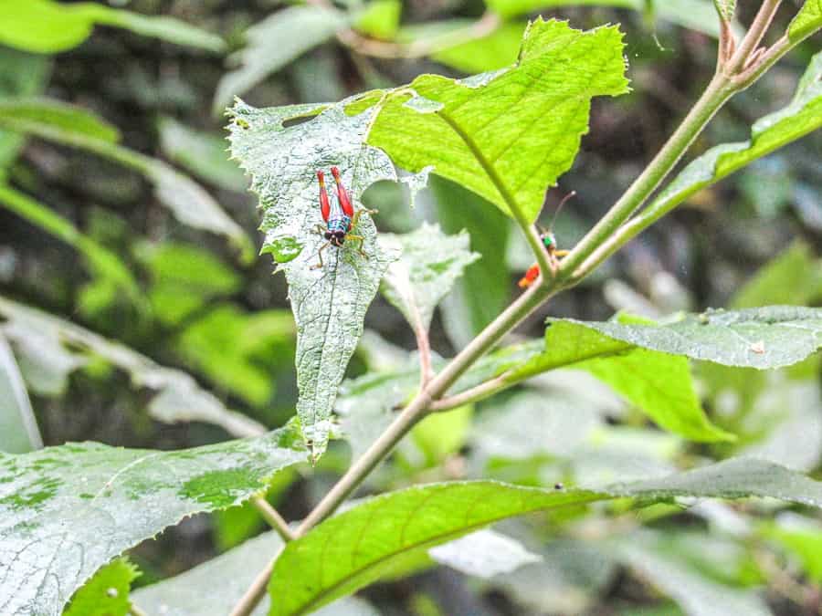 Manuel Antonio costa rica grasshopper