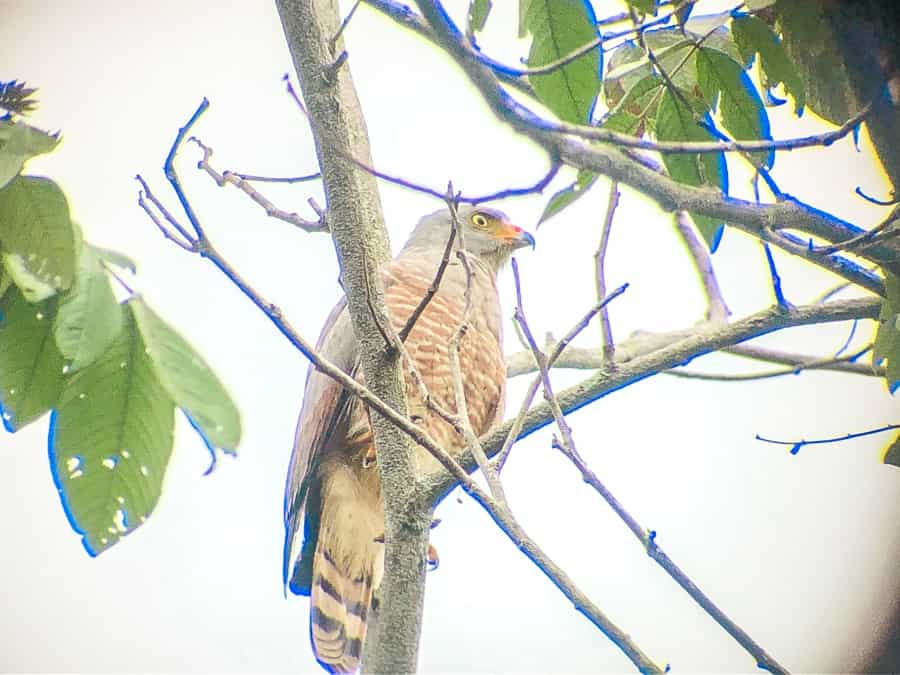 Manuel Antonio costa rica hawk 2