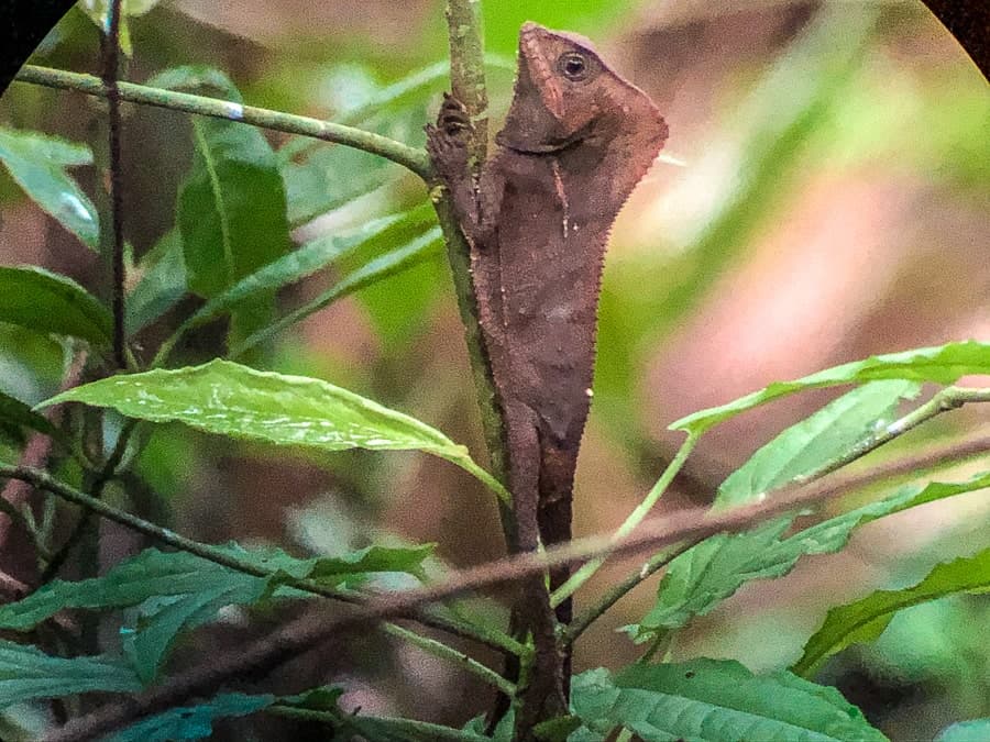 Manuel Antonio costa rica jesus lizard