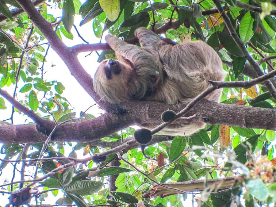 Manuel Antonio costa rica sloth