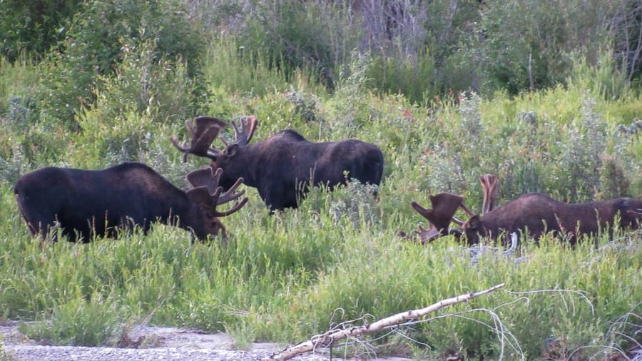 Grand Tetons -moose