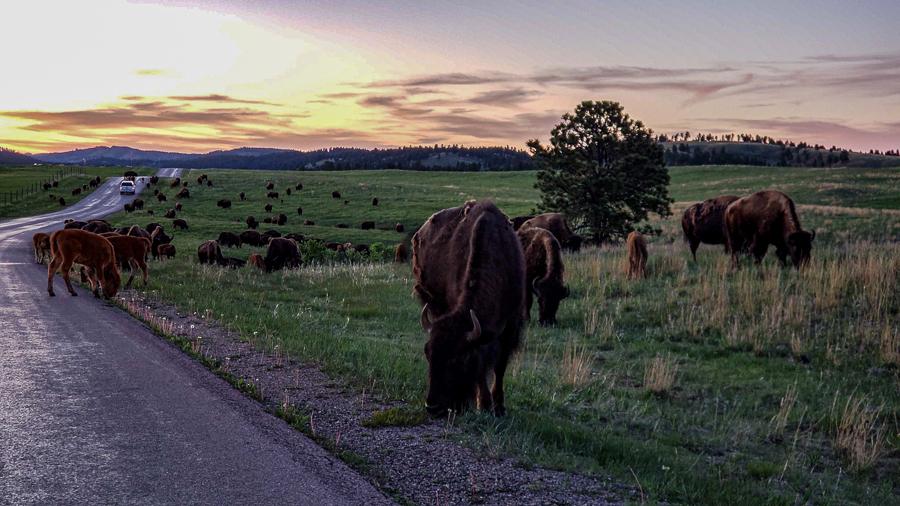 Buffalo Custer State Park south dakota road trip