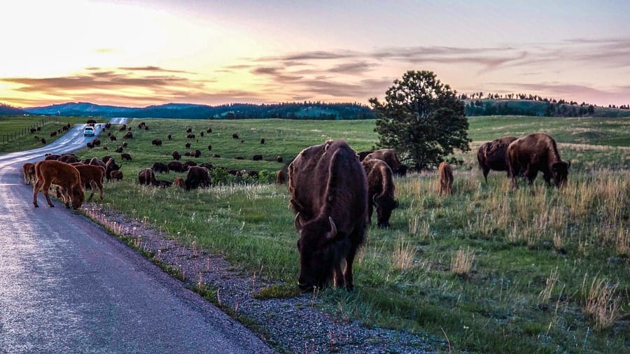 Buffalo Custer State Park road trip south dakota