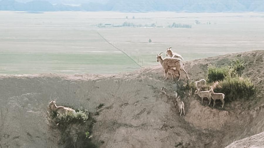 badlands sheep