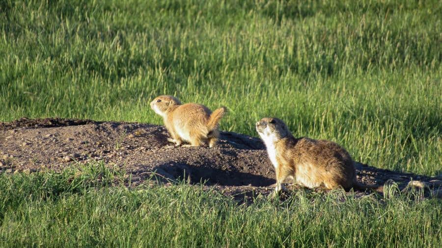 prairie dog badlands south dakota