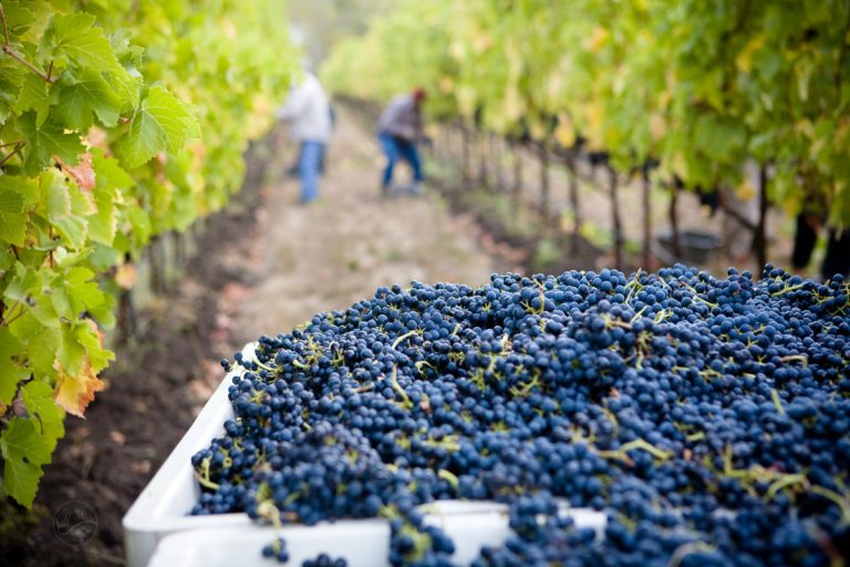 Old World vs New World Wine: simplifying the grape rivalry