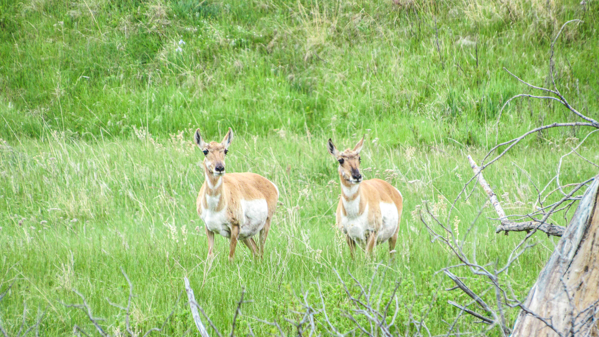 pronghorn south dakota wildlife loop