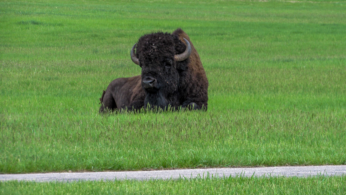 buffalo custer state park sd
