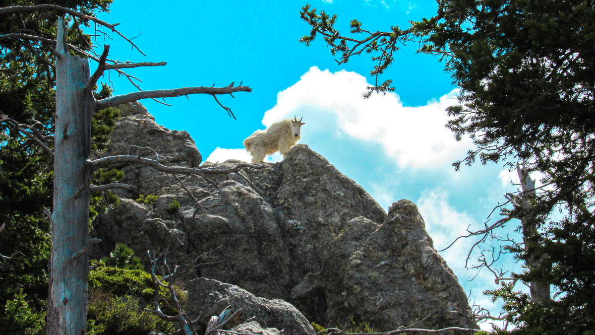 mountain goat - custer state park south dakota