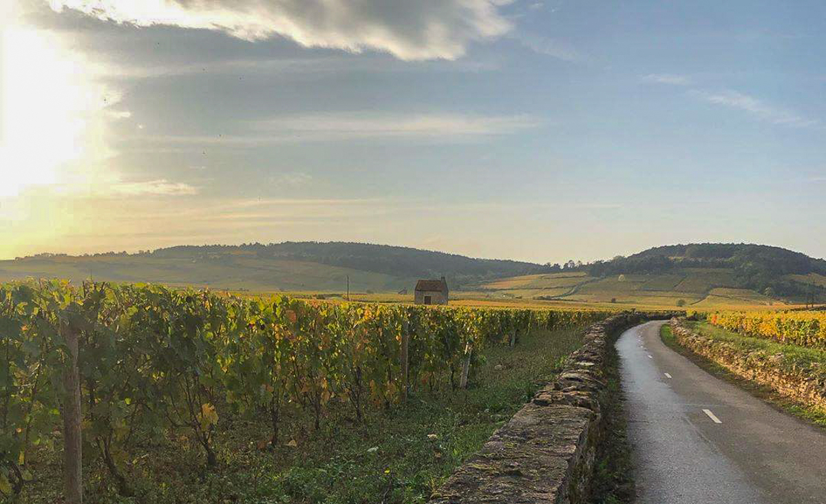 france - burgundy - Château de Pommard fb-old world wine