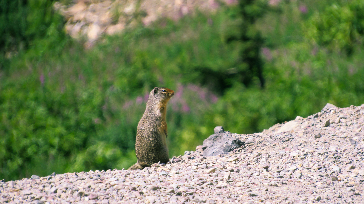 marmot glacier