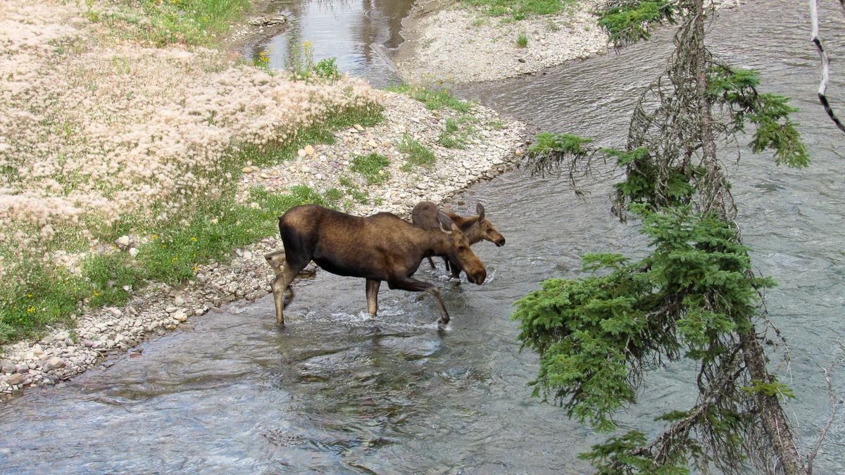 moose with baby glacier