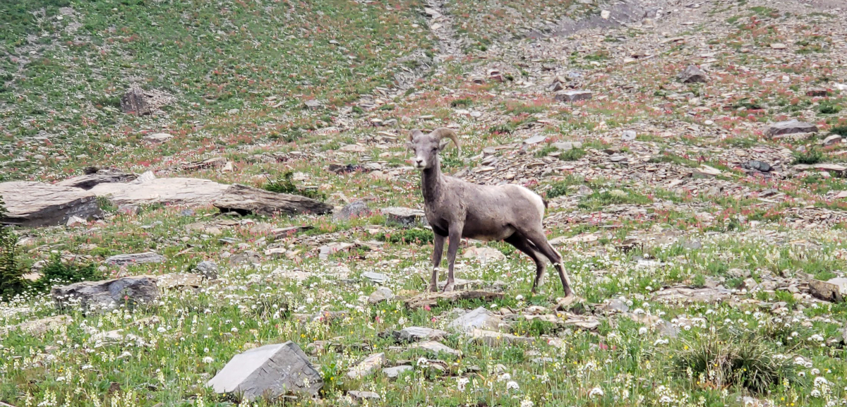 big horned sheep