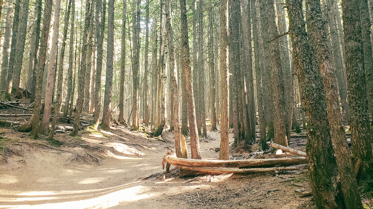 trail of the cedars - glacier