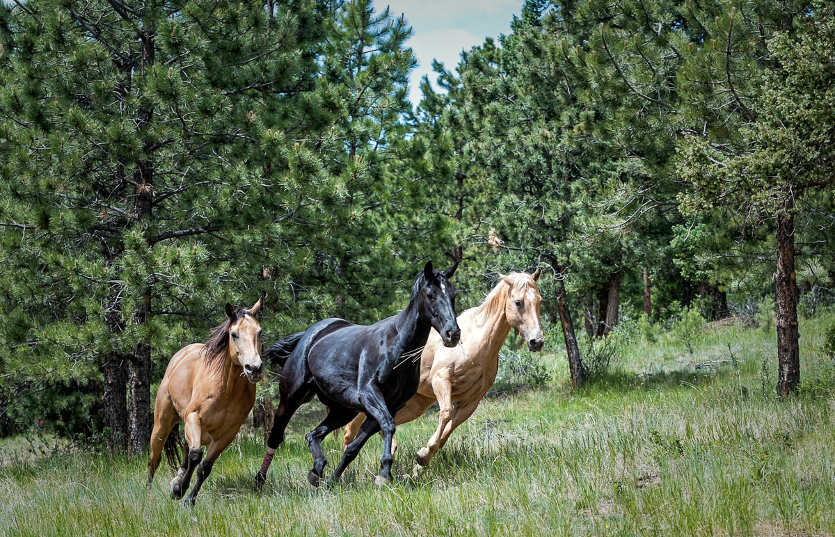 Wild Horse Sanctuary - Black Hills South Dakota