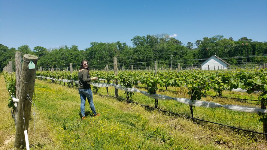 Upper Shirely Vineyards - Virginia