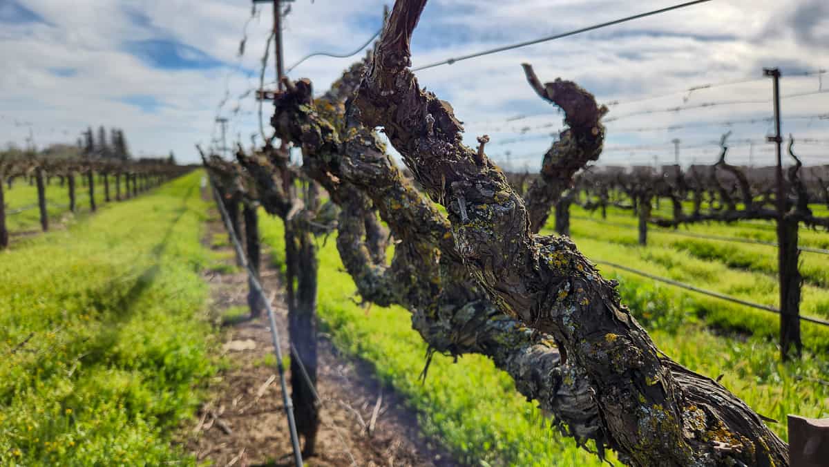 grape vines in Lodi, CA