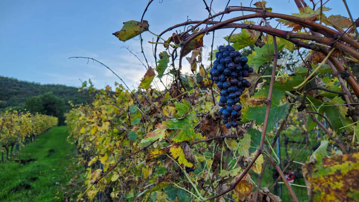 Montepulciano, italy - Podere della Bruciata Winery-1