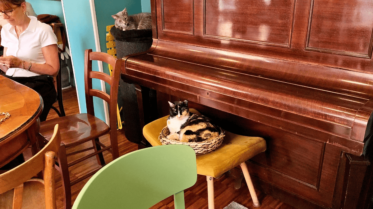 Crazy Cat Cafe in Milan, Italy