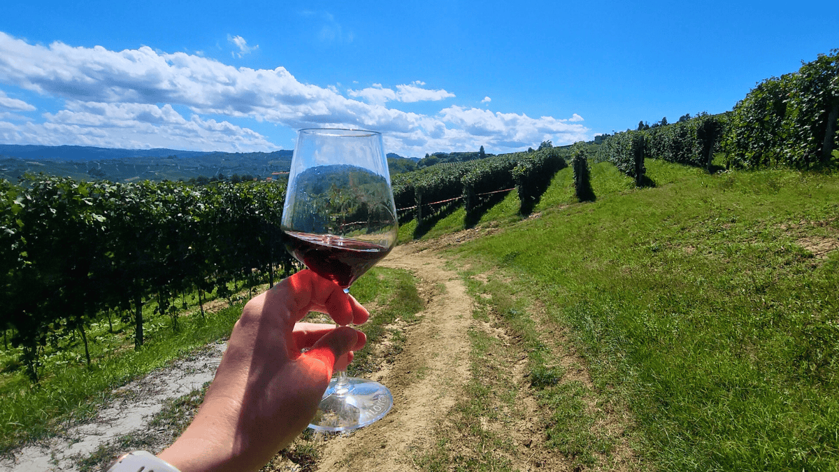 wine in vineyard, mangialonga in italy
